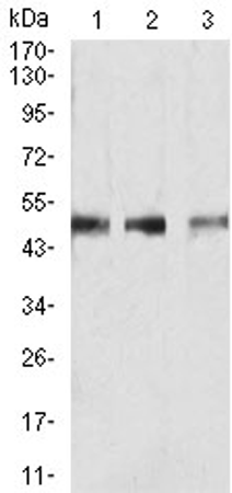 Smad Anti Smad Mouse Monoclonal Antibody