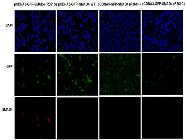 小鼠抗SMAD4 mutated R361S 单克隆抗体 Anti SMAD4 mutated R361S mouse