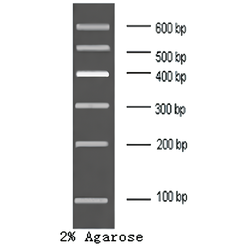 DNA 分子量标准Marker B (100~600 Bp),DNA Marker B (100~600 Bp) 生命科学产品与技术服务-生工 ...