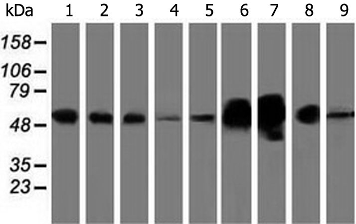 小鼠抗LMAN1单克隆抗体,AntiLMAN1 mouse monoclonal antibody 生命科学产品与技术服务生工生物工程