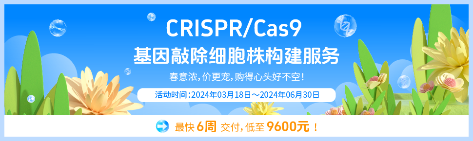 Crispr Cas9基因敲除细胞株构建服务促销 