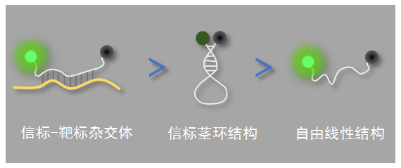 认识分子信标