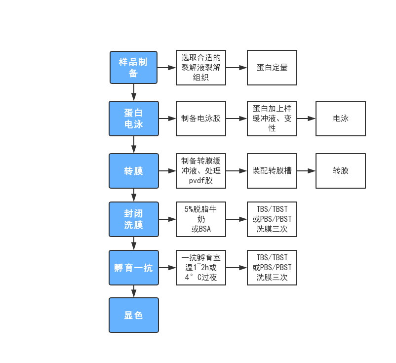 western blot流程图图片