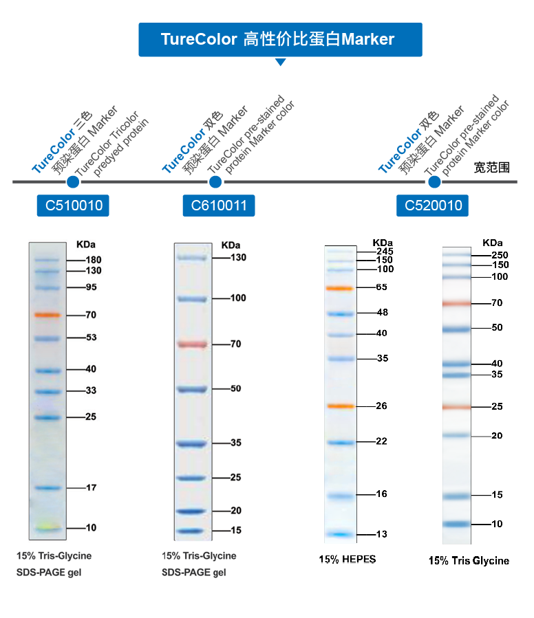 蛋白marker条带图250图片